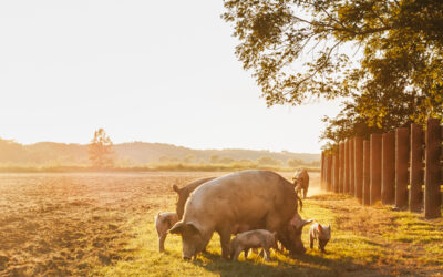 What is Farm Insurance?